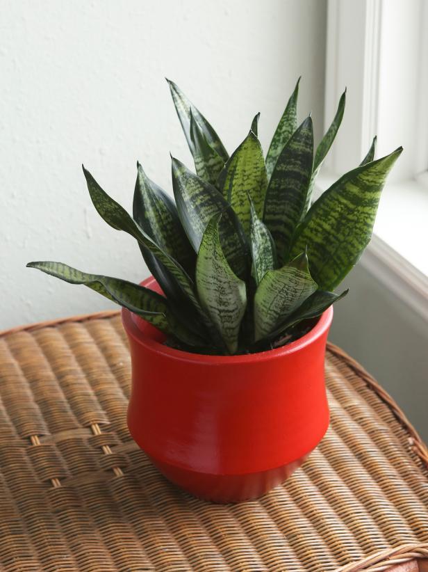 A snake plant is easy to grow and will help clean your air.