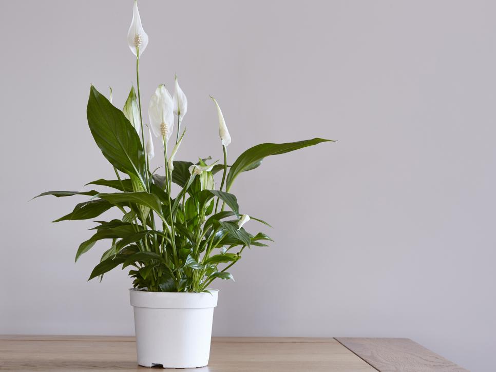 Peace lilies will cleanse the air but are also toxic to pets.