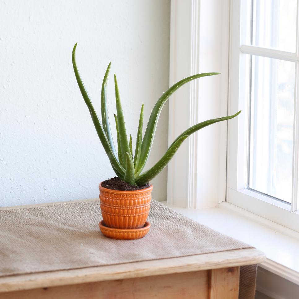 Aloe vera can clean the air in your home.