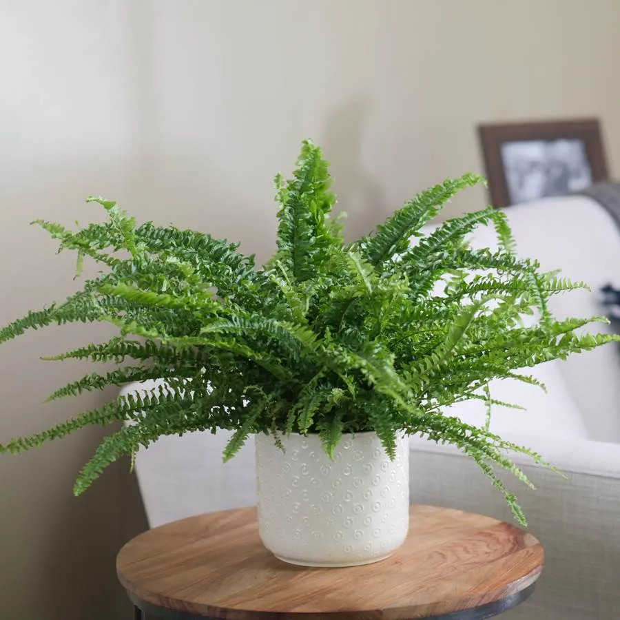 Strategically-placed Boston ferns can help clean the air in your environment.