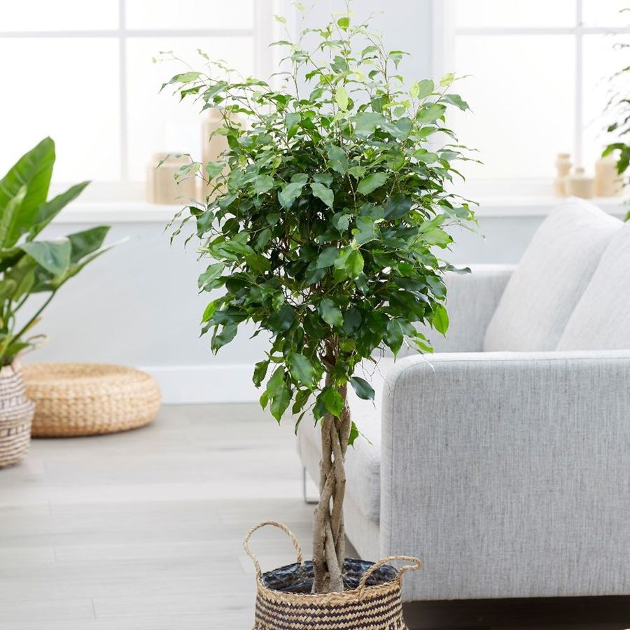 Weeping figs are popular indoor house plants that will also clean your air.