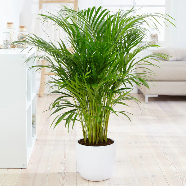 An areca palm can clean the air in your home.