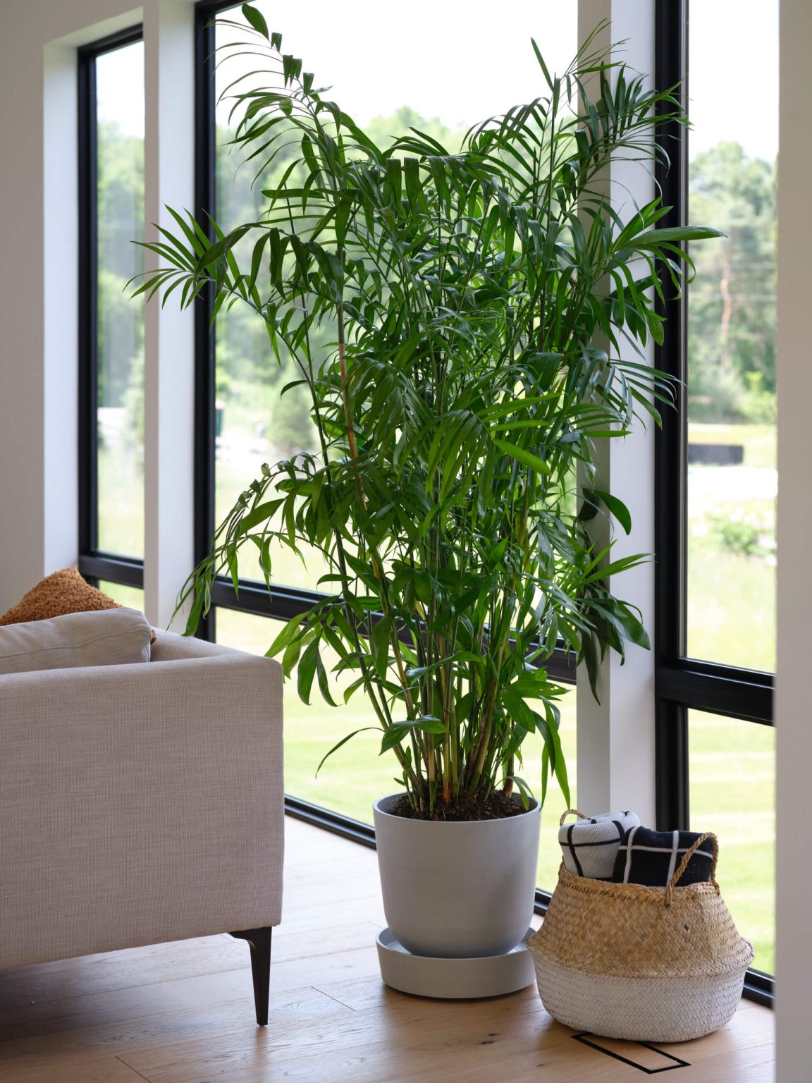The areca palm is a house plant that can clean the air in your home.