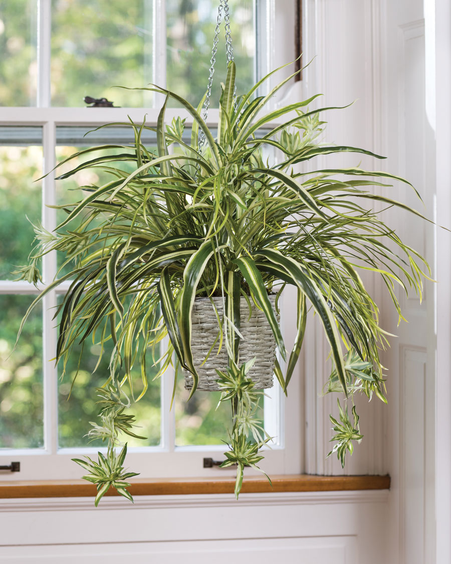 Spider plants are easy to care for and they'll clean your air in return.