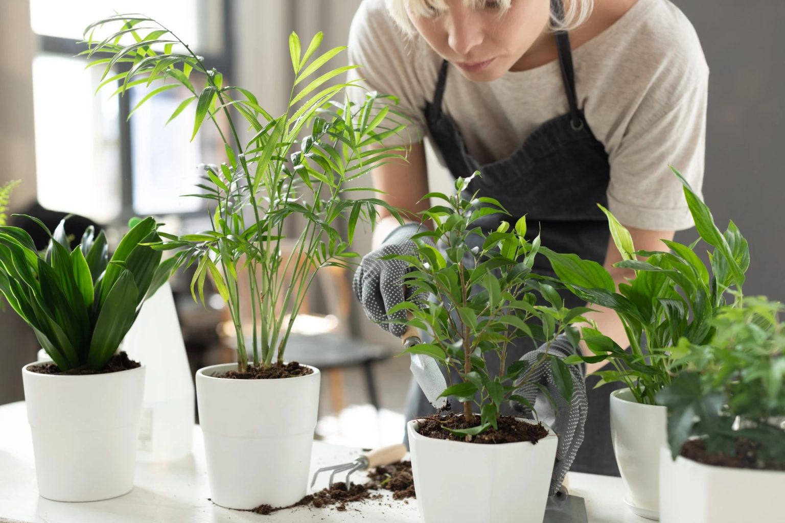 House plants clean the air.