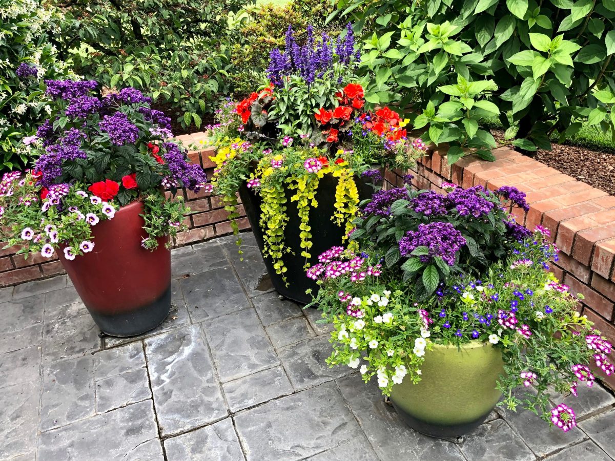 Florida shade plants.