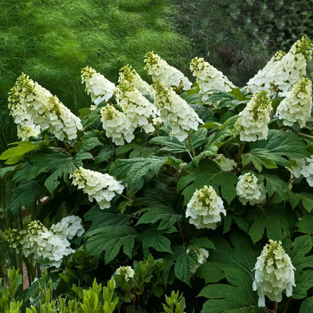 Florida shade plants - Oakleaf Hydrangea.