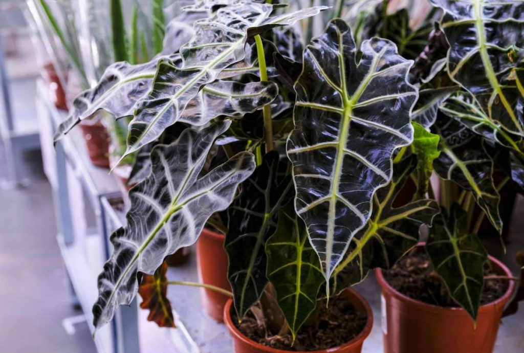 Florida shade plants - Alocasia Plant.