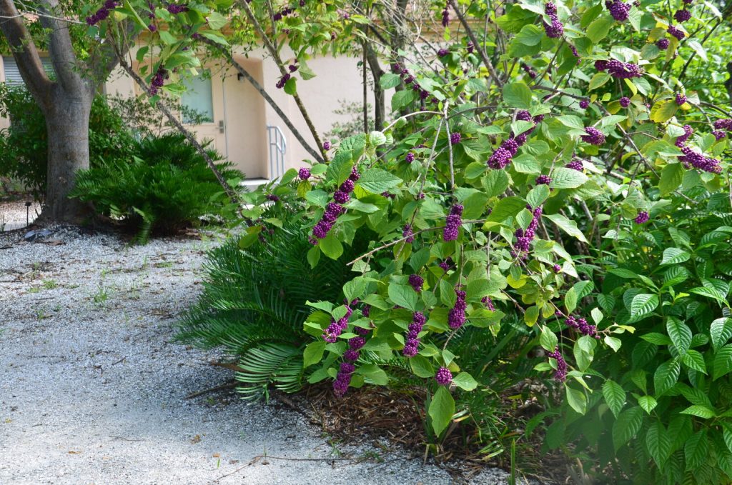 Florida shade plants - Beautyberry Plant.