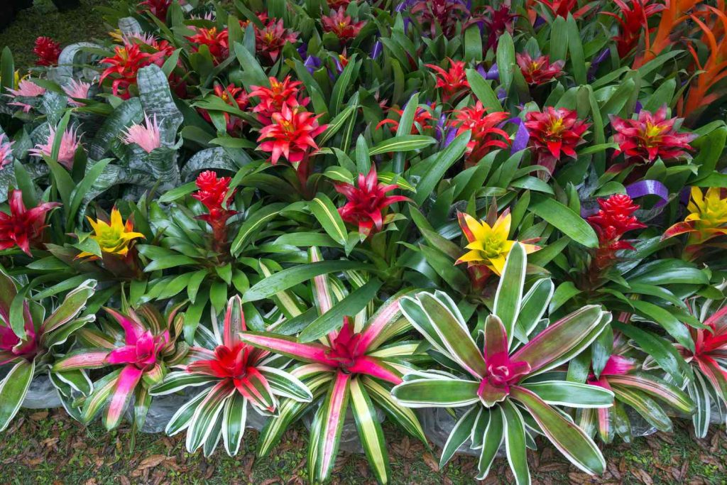 Florida shade plants - Bromeliads.