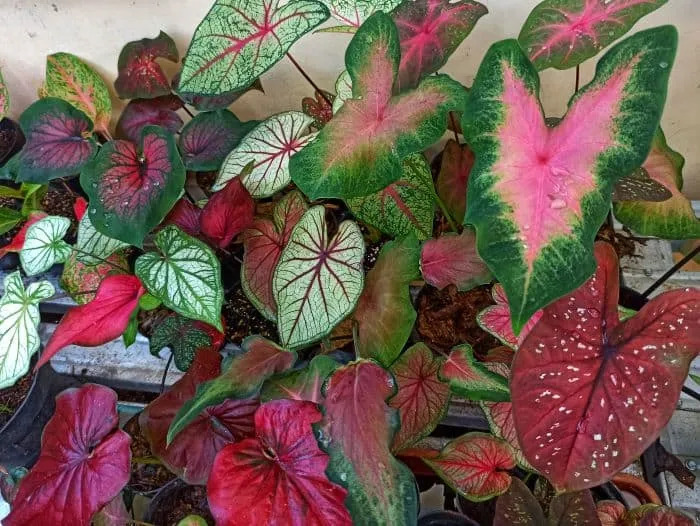 Florida shade plants - Caladium.