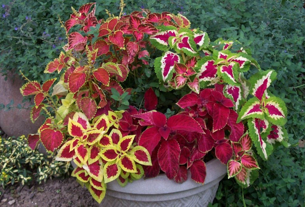 Florida shade plants - Coleus.