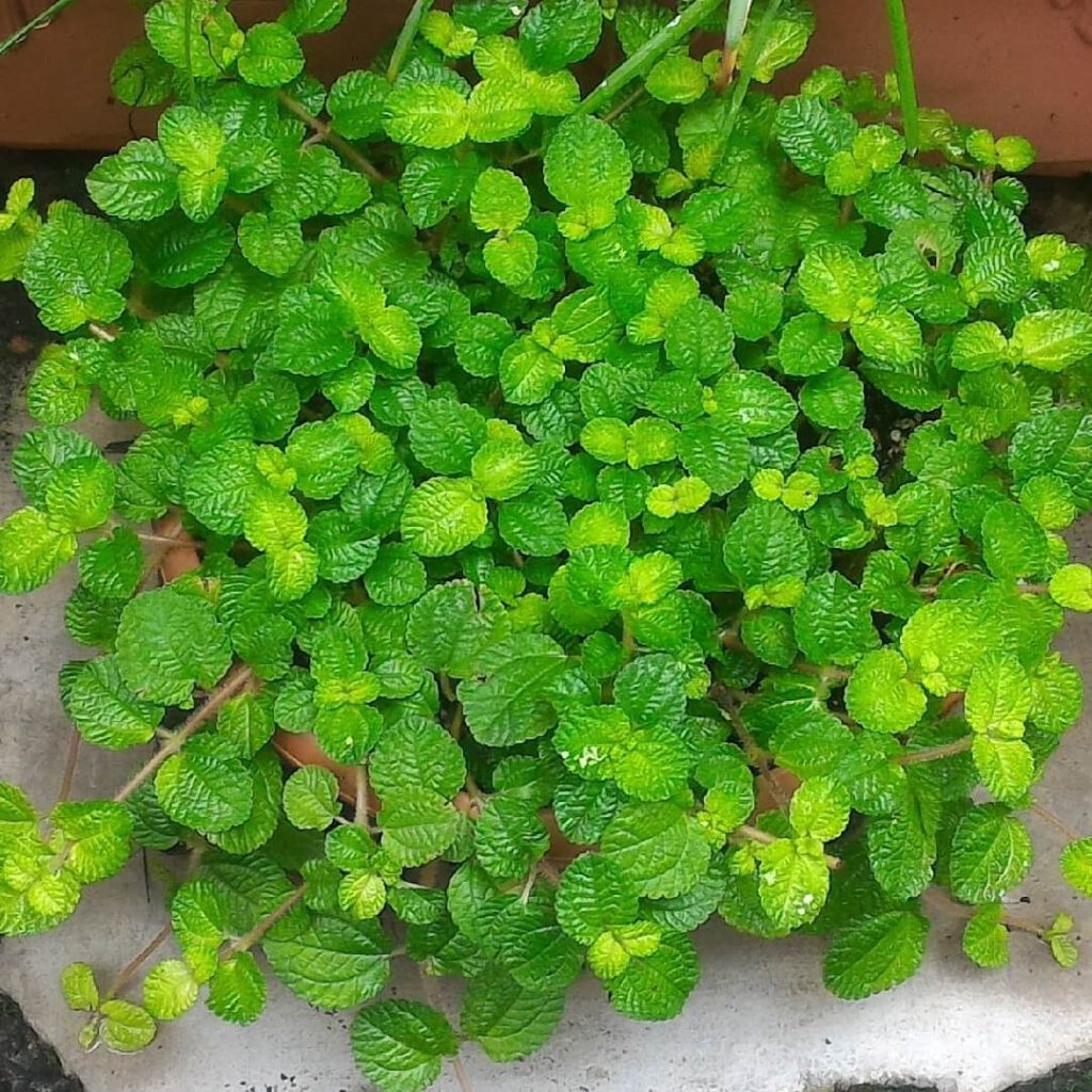 Florida shade plants - Creeping Pilea.