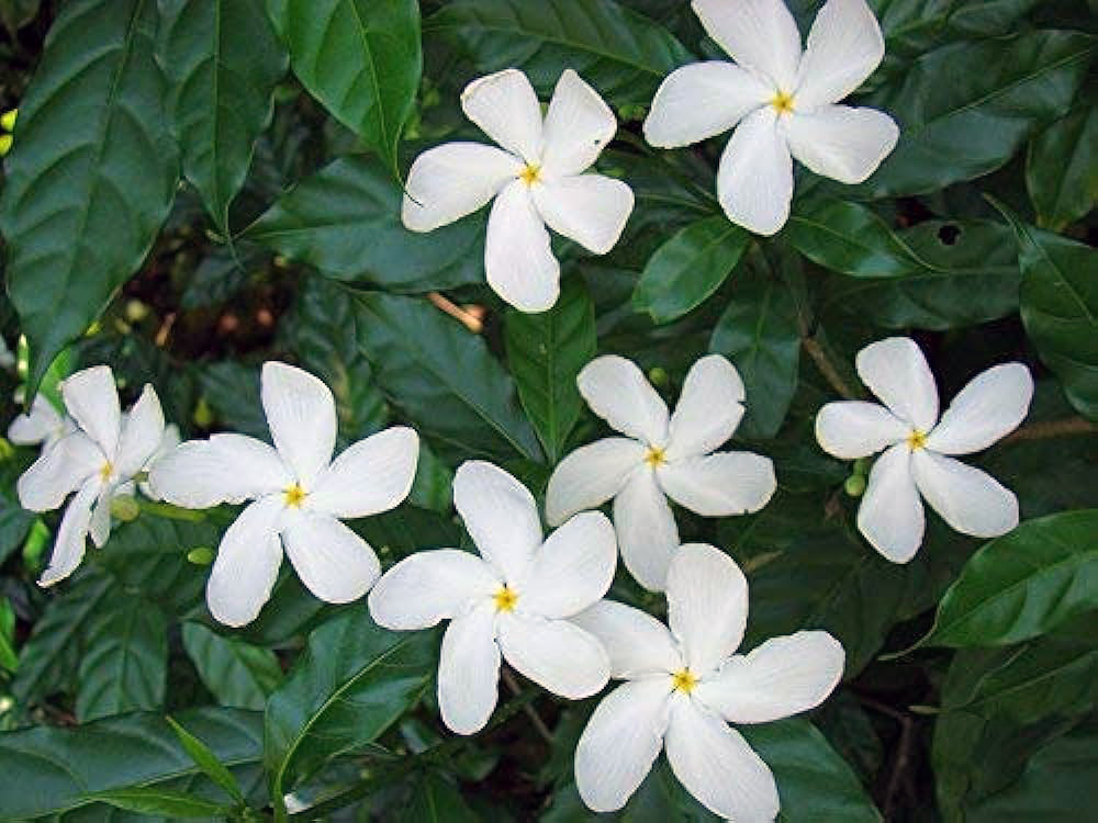 Florida shade plants - Crepe Jasmine plant.