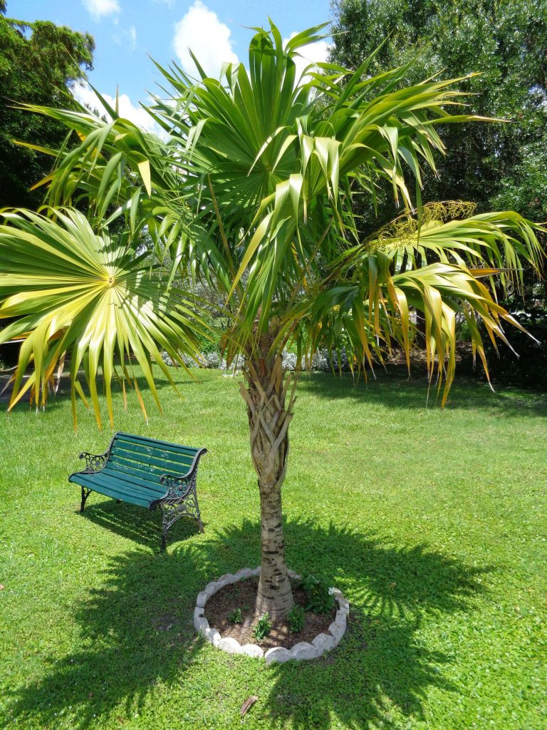 Florida shade plants - Florida Thatch Palm.