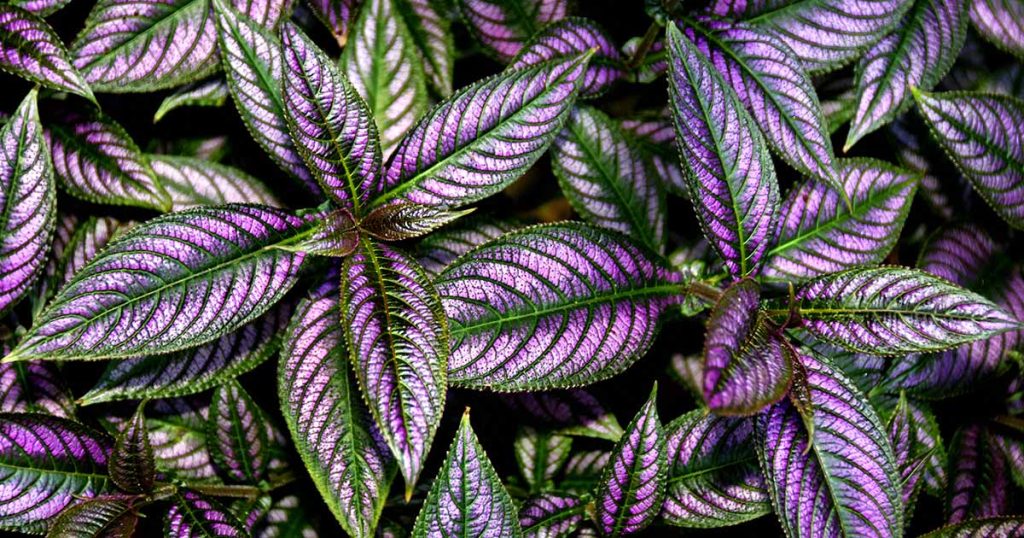 Florida shade plants - Persian Shield.