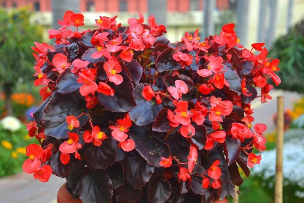 Florida shade plants - Wax Begonias.