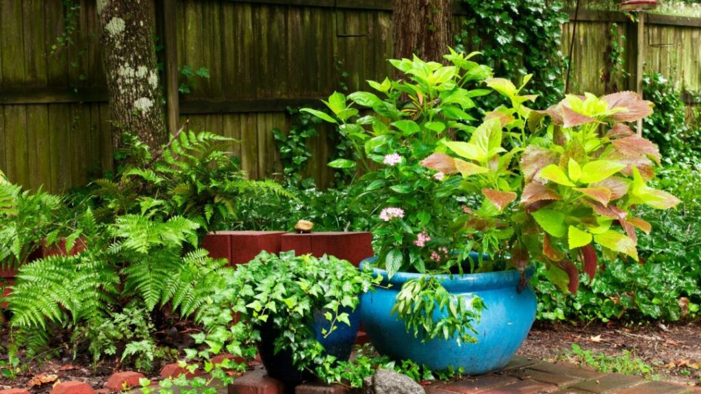 Florida shade plants container garden.