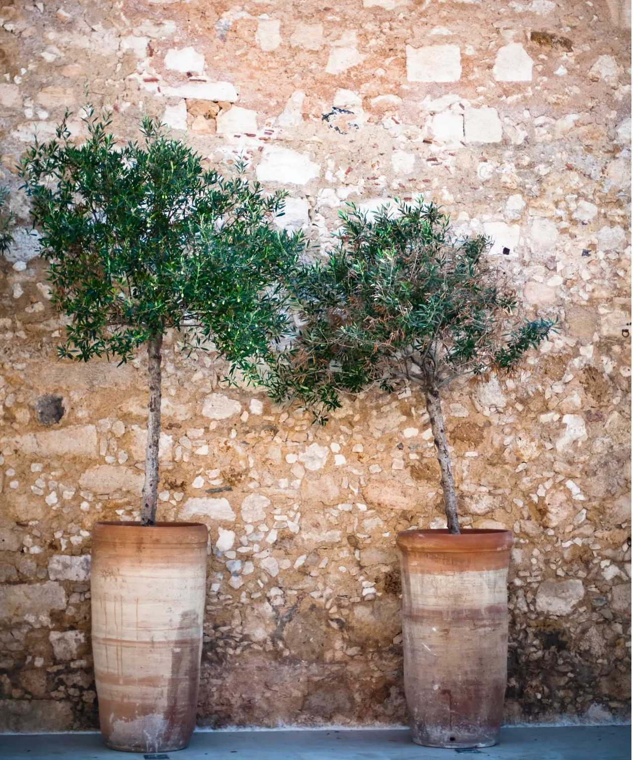 Olive and fig trees are iconic Mediterranean staples, offering shade, character and delicious harvests.