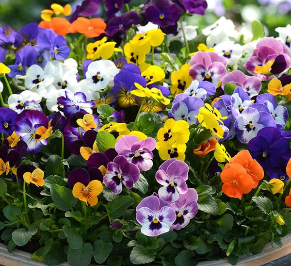 violas are one of the most versatile and colorful winter flowering plants for Florida gardens.