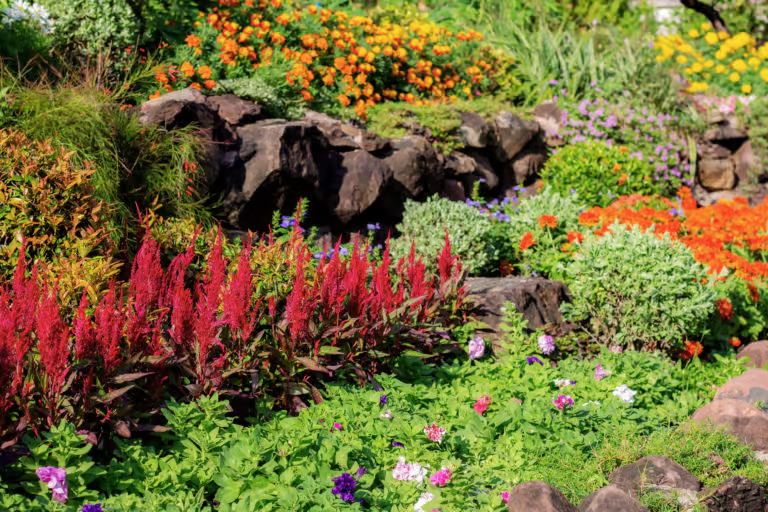 Discover 5 winter-flowering plants for Florida gardens to brighten your yard year-round.