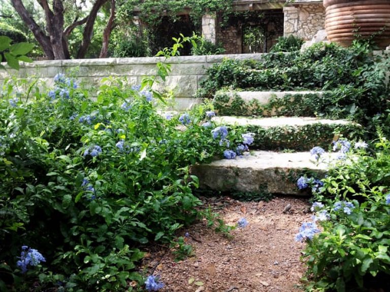 Plumbago thrives in full sunlight, making it ideal for informal hedges or stand-alone accents.