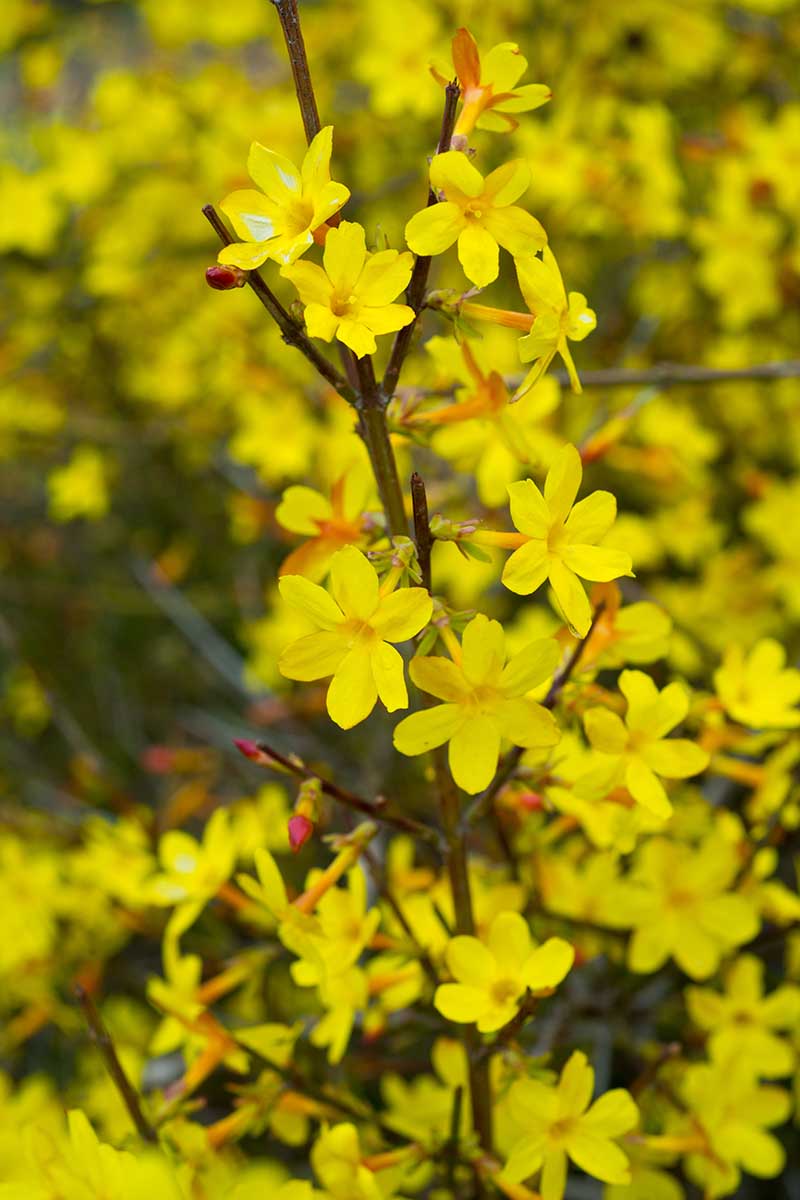 Winter jasmine is a low-maintenance gem that adds a cheerful pop of yellow to your yard during the cooler months.