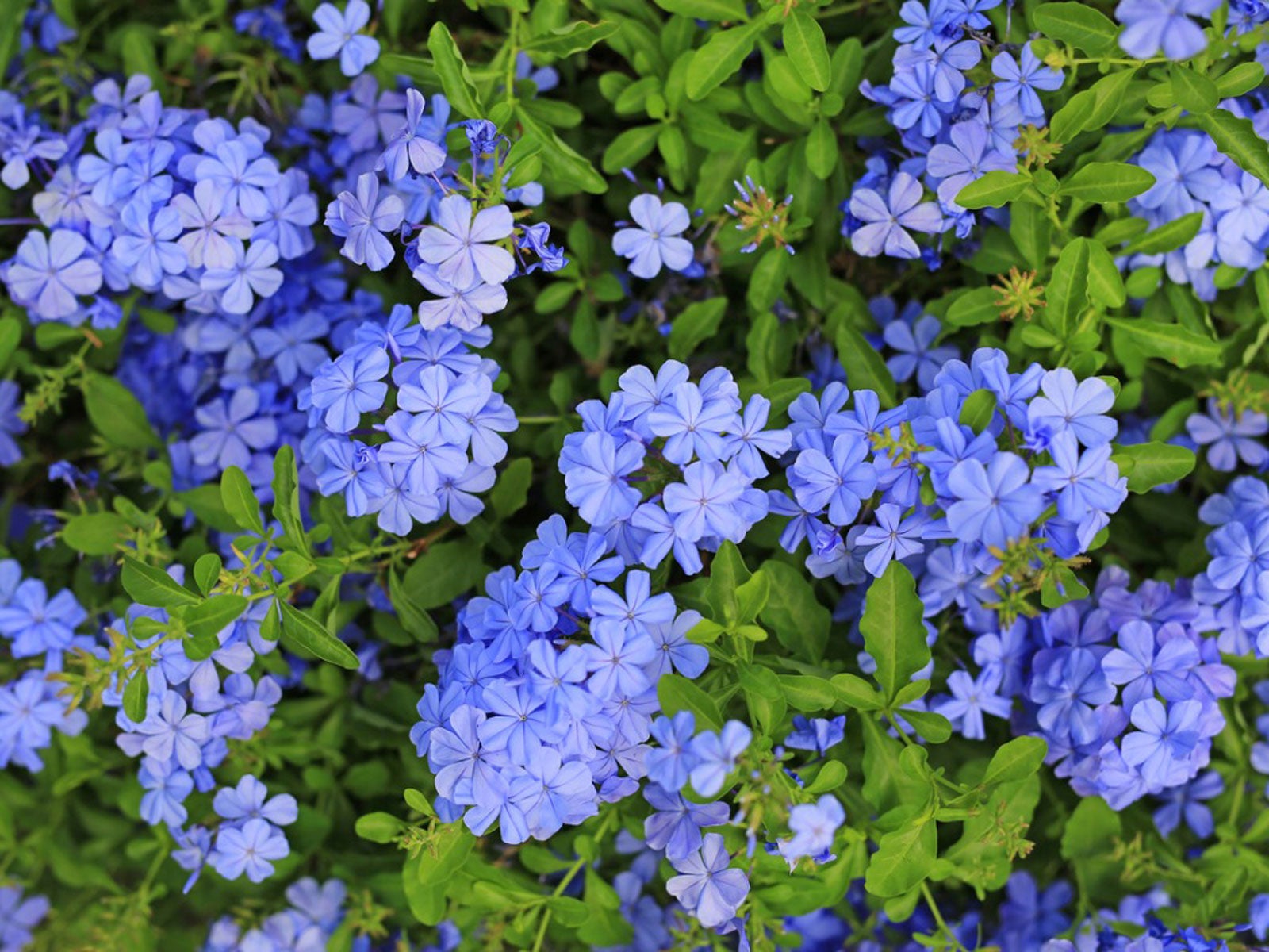 Plumbago's striking sky-blue blooms add a touch of elegance to your outdoor space, and its new varieties in white and cobalt blue provide even more options for your landscape.
