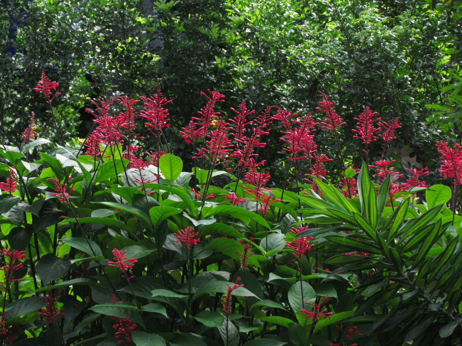 Firespike loves sunlight, tolerates some shade, and is perfect for drought-prone or coastal areas with salt spray.