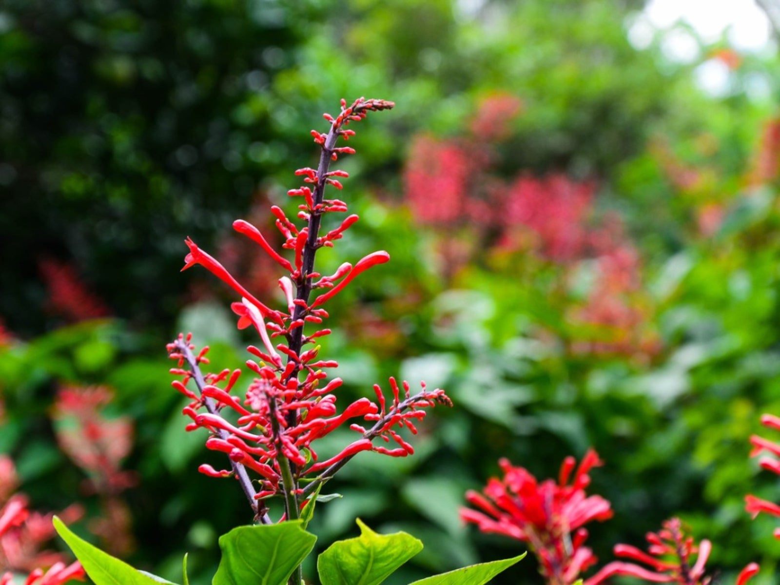 Looking for something colorful and dramatic? Firespike is an evergreen shrub that thrives in Florida’s climate.