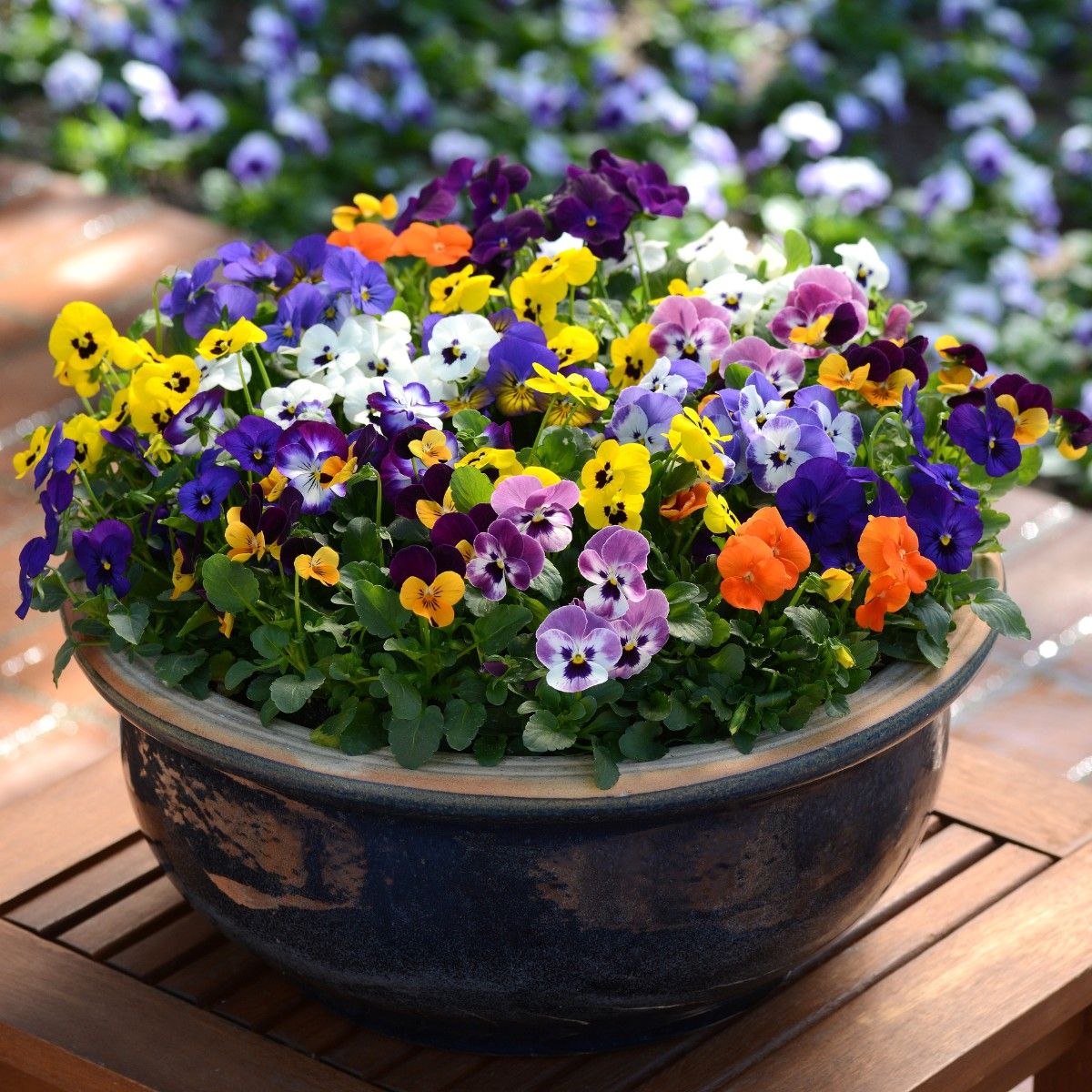 With every shade of the rainbow to choose from, violas are an easy way to brighten up your outdoor spaces.