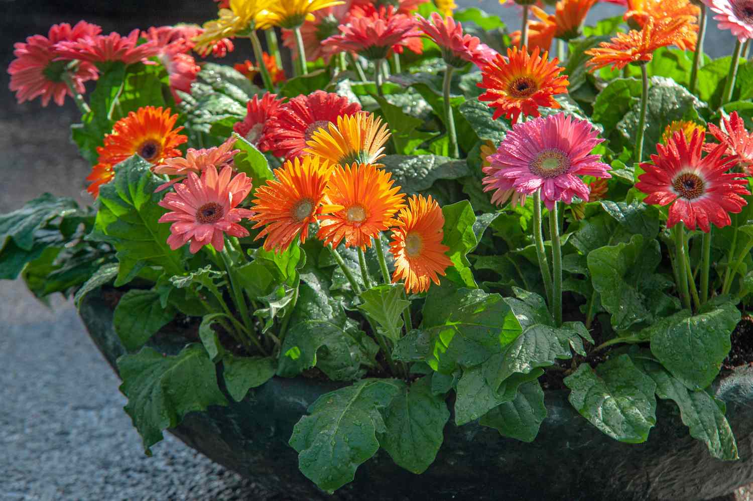 Bright and bold, gerbera daisies are a must-have among winter flowering plants for Florida gardens.