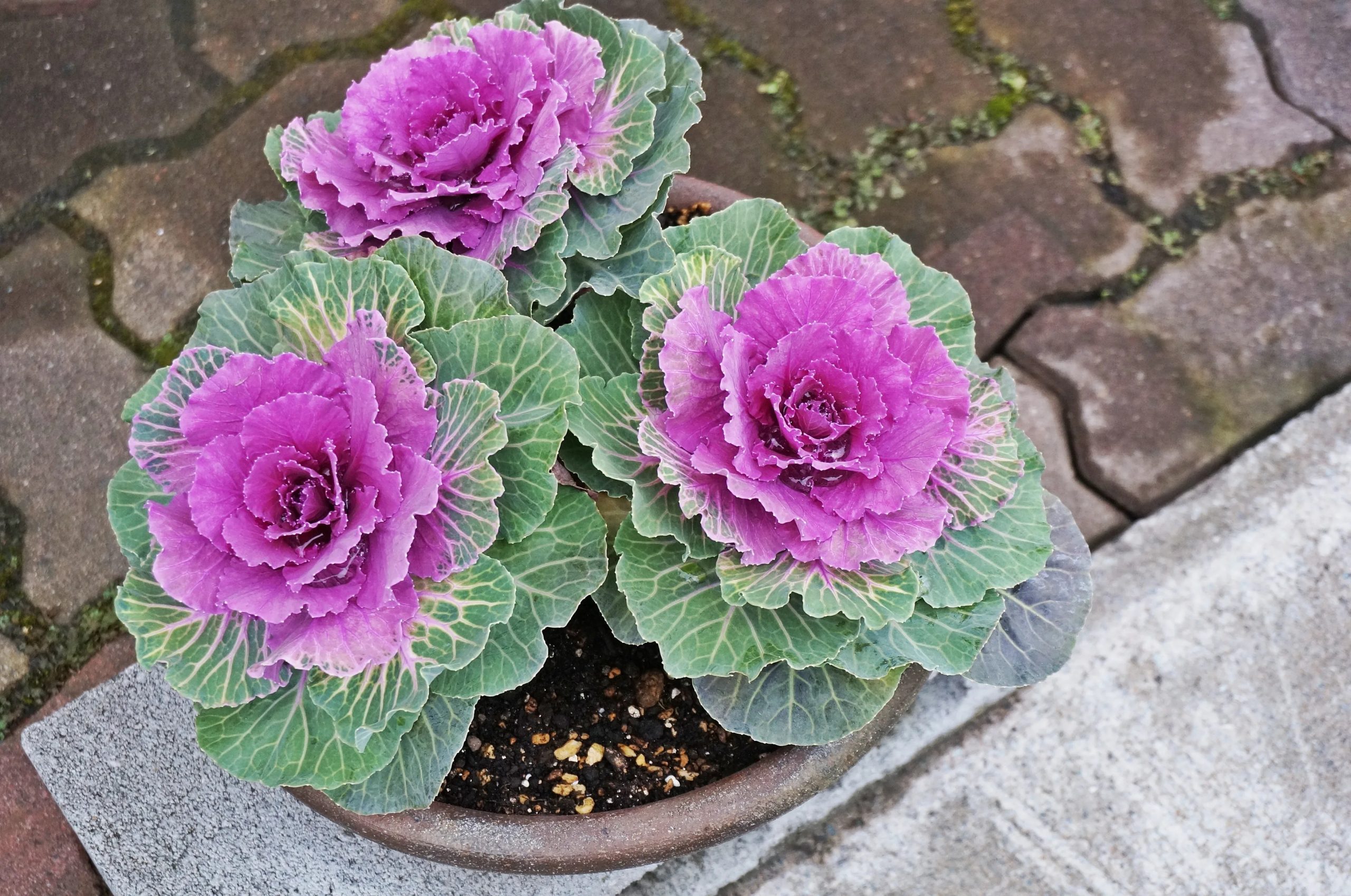 These colorful ornamental cabbages aren’t flowers, but they’ll make your winter garden pop!